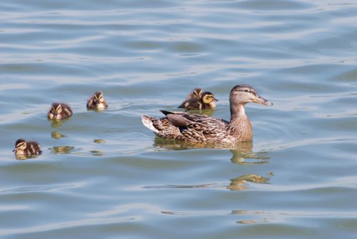 Ducks on Frolesworth Manor Lake