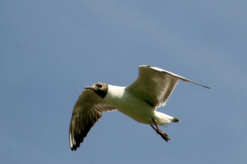 Black Headed Gull at Cragside Estate, nr Rotherbury, Northumberland.