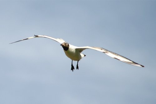 Black Headed Gull at Cragside Estate, nr Rotherbury, Northumberland.