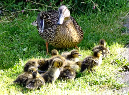 Mother and ducklings
