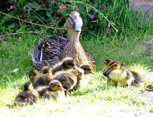 Mallard and ducklings