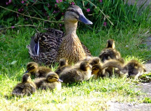 Mallard and ducklings