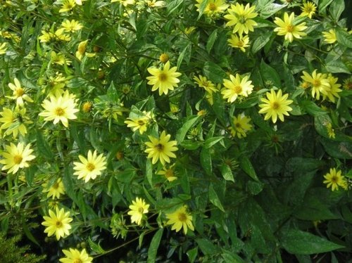 Yellow Flowers in beer garden of Falkland Arms