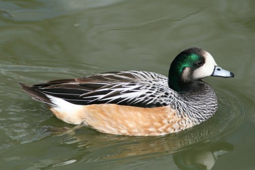 Chiloe Wigeon