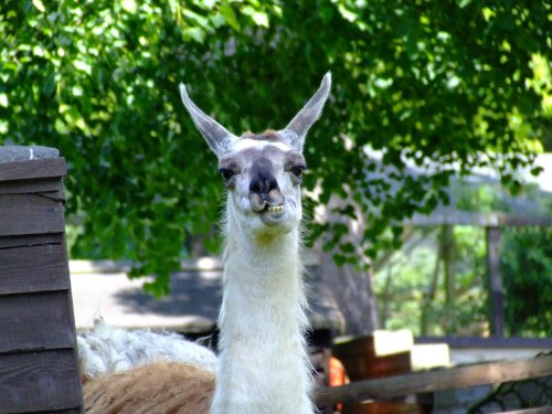 Llama