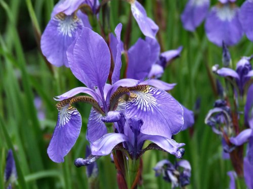Orchid or iris