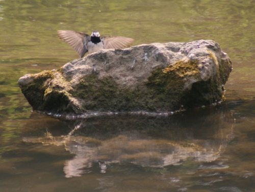 Pied Wagtail