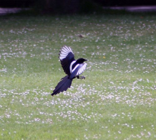 Magpie in Saltwell Park