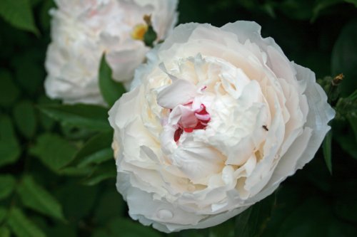 Peony Rose in Saltwell Park