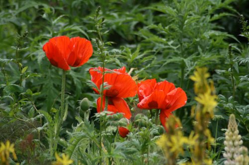 Poppies in Saltwell Park