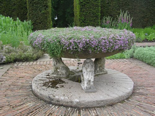 Thyme fills an old fountain at Sissinghurst castle garden, Kent