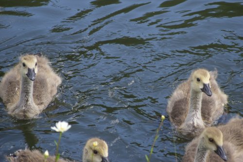Goslings on the Dudley Canal