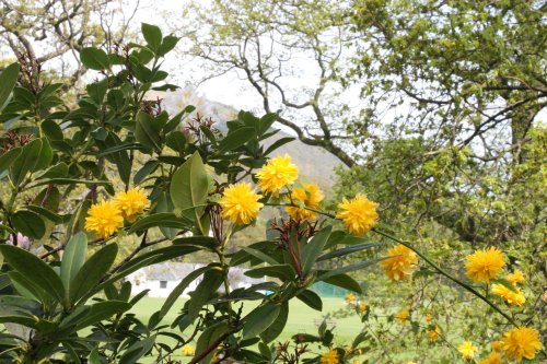 Overlooking the cricket pavilion, Fitz Park
