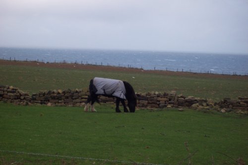 Grazing on a North Sea Bluff