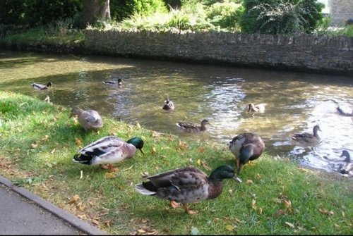 Ducks, Lower Slaughter