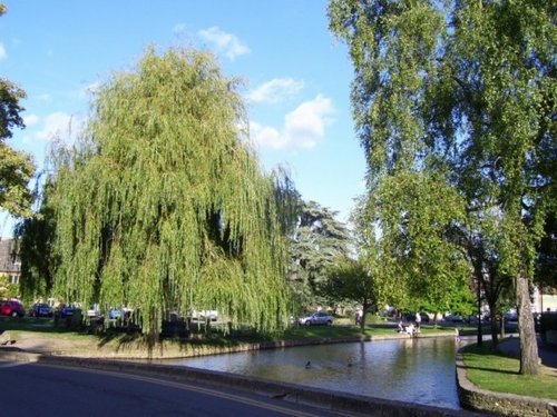 Lovely trees, Bourton on the Water