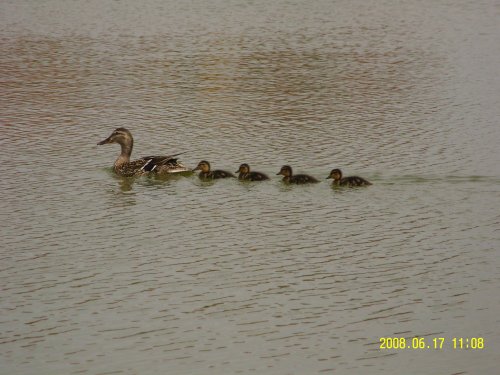 On the fishing lakes