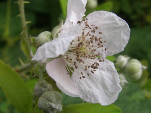 Blackberry flower