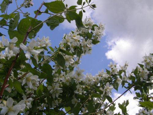 Orange Blossom