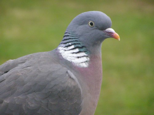 Mr Pigeon posing