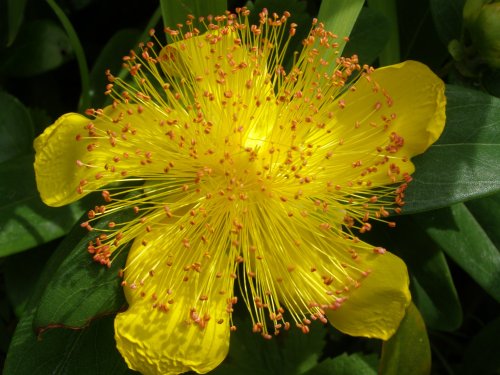 Rose of Sharon