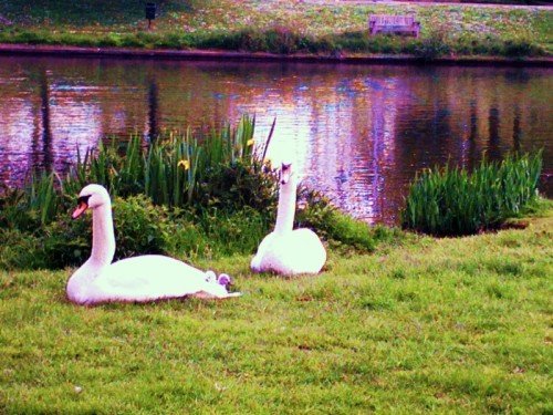 Swans with cygnets