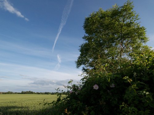 On the footpath halfway between Steeple Claydon and Hillesden, Bucks