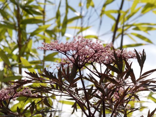 Garden flowers, Northleach, Gloucs.