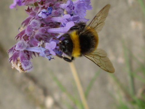 Bee in the garden at Packwood House