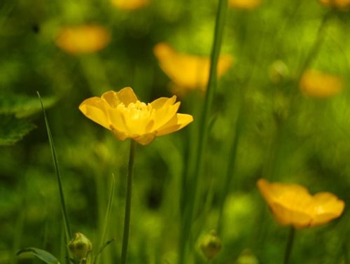 Buttercup