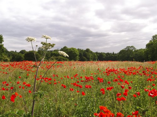 From Laughton towards Kings Wood