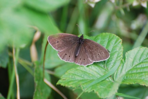 Ringlet