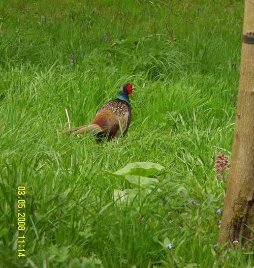 Pheasant in the grounds