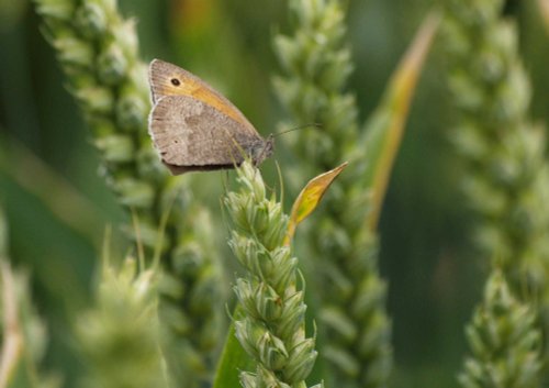Meadow Brown butterfly, Jubilee Way, Bernwood forest, Botolph Claydon, Bucks.