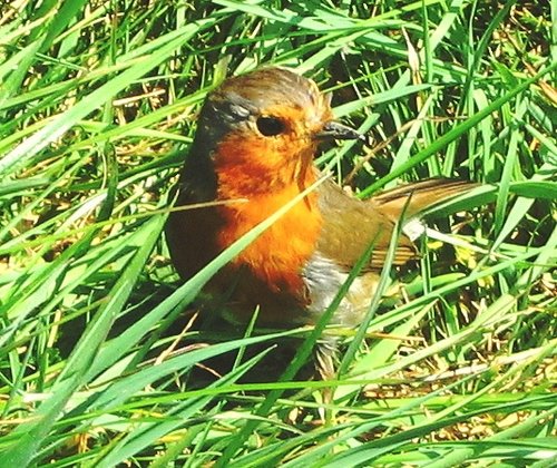 Robin at Spring Pool