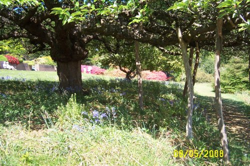 Leonardslee - the wild flower terrace