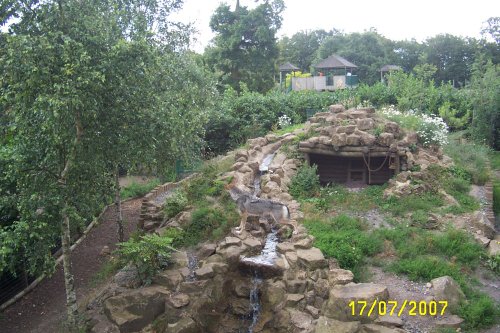 Wolf at Paradise Park