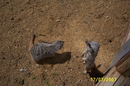 Meerkats at Paradise Park