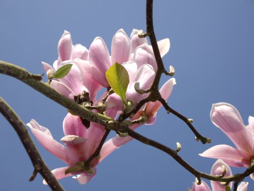 Blossom at Witley Court