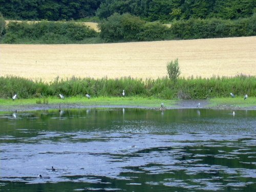 Sprotbrough Flash from the 'Heron' hide