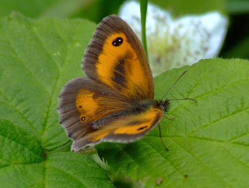 Gatekeeper....pyronia tithonus
