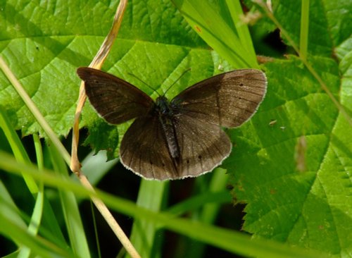 Ringlet.....aphantopus hyperantus (male)