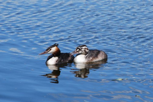Great Crested Grebes