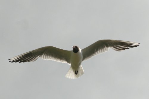 Black Headed Gull flying over Derwentwater.