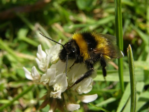 Mr Bee alias Dennis the Menace