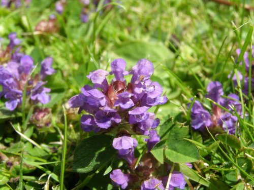 Clover?