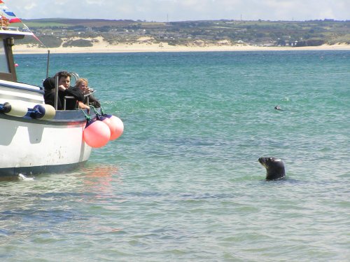 Grey seals are frequently seen in the harbour at St Ives
