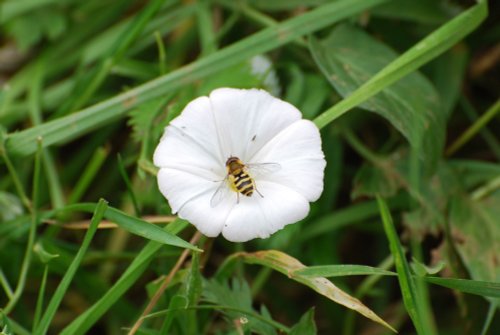 Hover fly on Hedge Bindweed