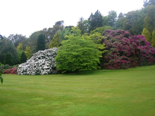 Killerton Gardens