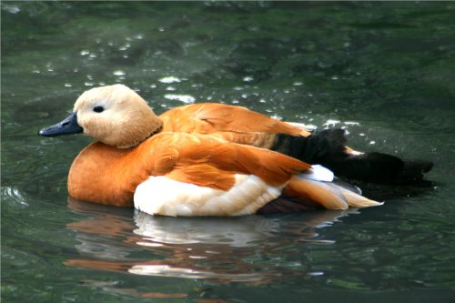 Ruddy Shelduck